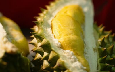 Le Durian, Dur… de ne pas le fuir