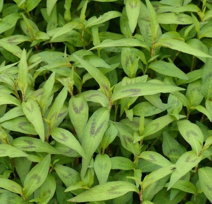 Les herbes dans les recettes vietnamiennes dont le rau-ram