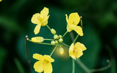 Fleur de colza – Citation Yarô Abe