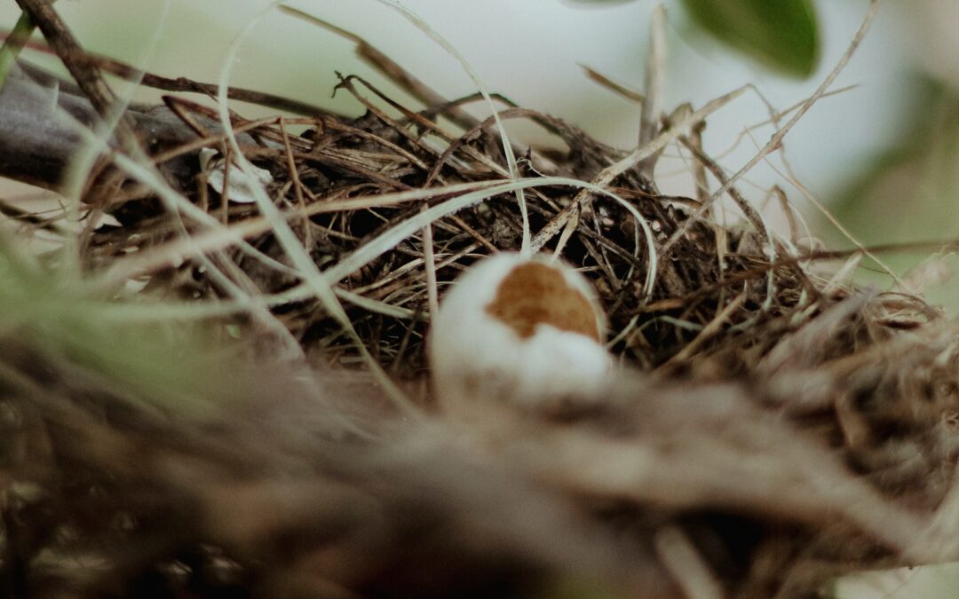 Soupe faite du nid d&rsquo;oiseau de martinet en Chine