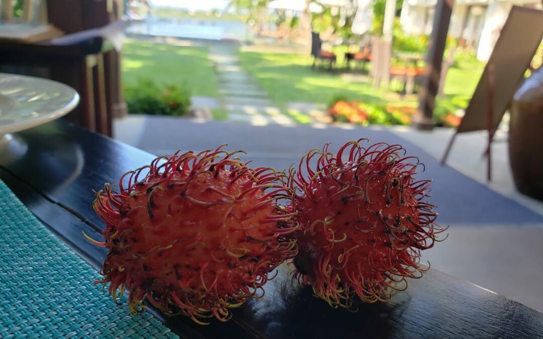 Le Ramboutan, un litchi chevelu ?