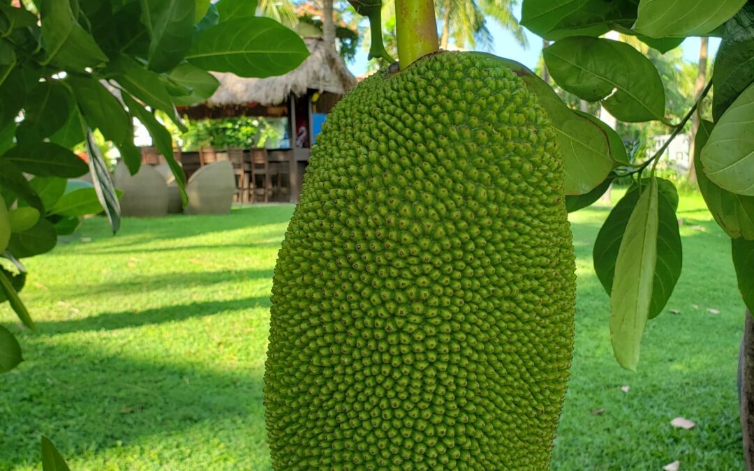 Le fruit du jacquier