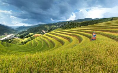 Le riz au Vietnam