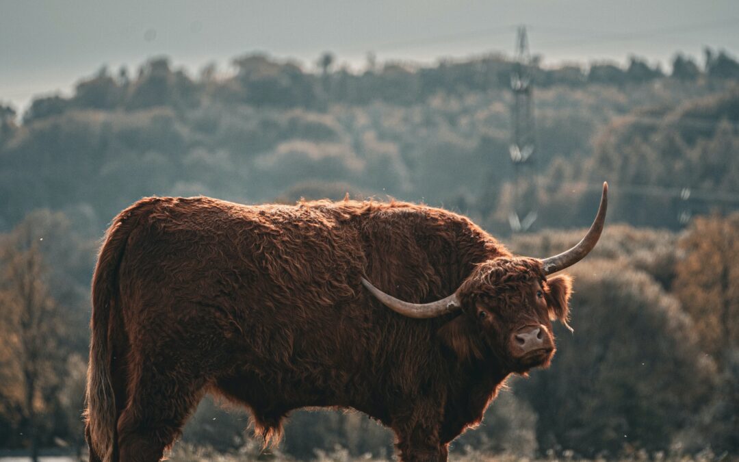 Répertoire expressions : avoir un bœuf sur la langue