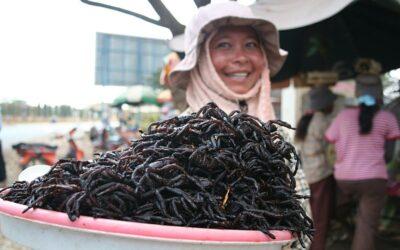 Plat insolite : les tarentules frites cambodgiennes