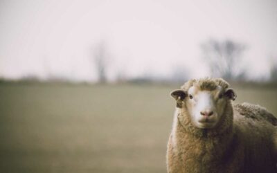 Plat insolite : le pénis de mouton