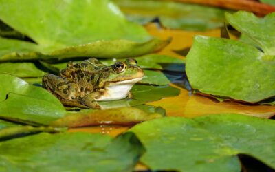 Plat du Népal : les cuisses de grenouilles