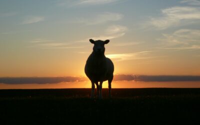 Plat insolite : jus d’œil de mouton mongolien