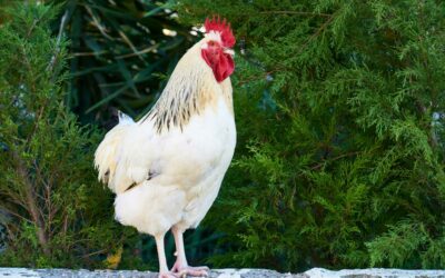 Plat insolite : les testicules de poulet à Hong Kong