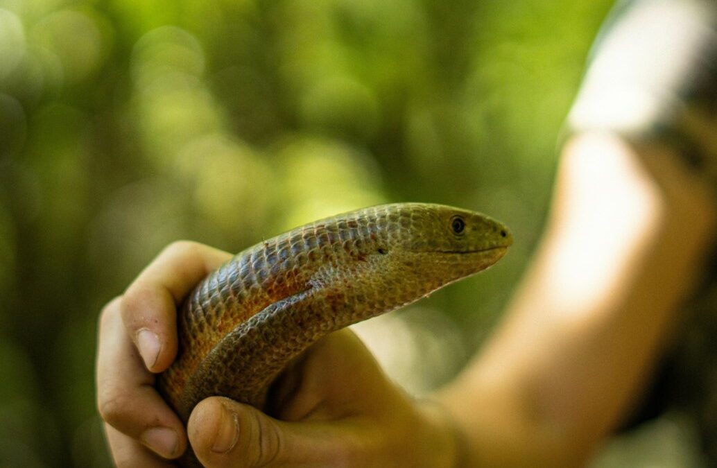Plat insolite : la soupe de serpent à Taiwan