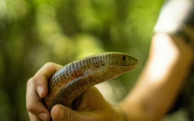 Plat insolite : la soupe de serpent à Taiwan