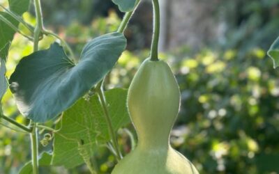 Haikus – L’art de boire et de manger