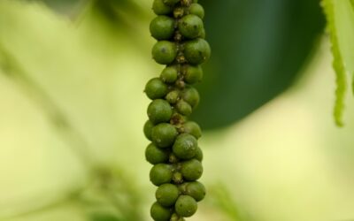 Le saviez-vous ? Cambodge