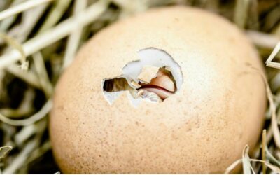 Fun fact – Philippines