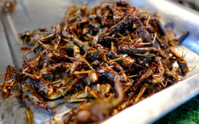 Fun fact – Cambodge